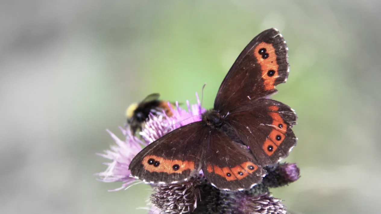 Schmetterling (Foto: David Jufer)