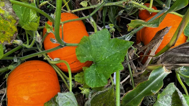 Kürbisse im Gemeindegarten (Foto: KG Küsnacht) Kürbisse im Gemeindegarten (Foto: KG Küsnacht)