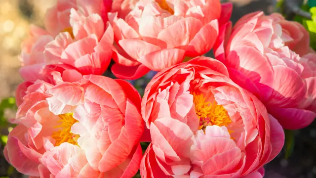 cristina-anne-costello-F0i_rfDHw74-unsplash (Foto: Cristina Anne Costello ) cristina-anne-costello-F0i_rfDHw74-unsplash (Foto: Cristina Anne Costello )